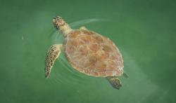 Sea Turtle in the harbor